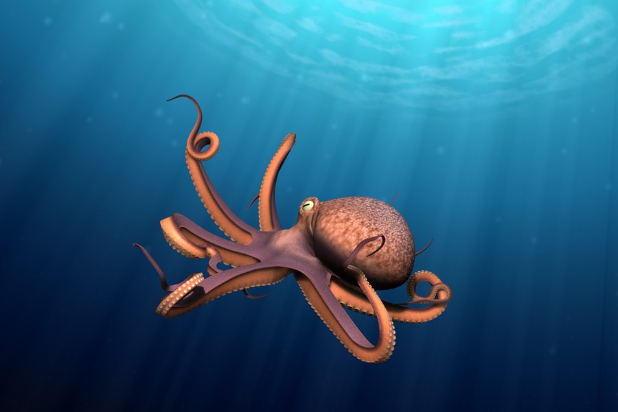 octopus 2 NETx.jpg